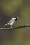 Carolina Chickadee, Poecile carolinensis