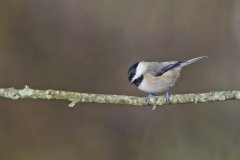 Carolina Chickadee, Poecile carolinensis