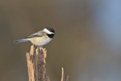Carolina Chickadee, Poecile carolinensis