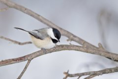 Carolina Chickadee, Poecile carolinensis