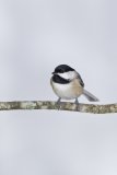 Carolina Chickadee, Poecile carolinensis