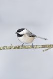 Carolina Chickadee, Poecile carolinensis