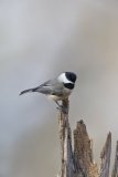 Carolina Chickadee, Poecile carolinensis