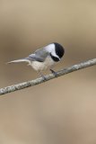 Carolina Chickadee, Poecile carolinensis