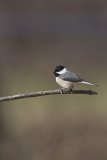 Carolina Chickadee, Poecile carolinensis