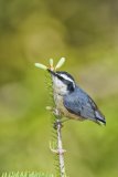 Red-breasted Nuthatch, Sitta canadensis