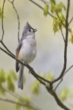 Tufted Titmouse, Baeolophus bicolor