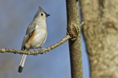 Tufted Titmouse, Baeolophus bicolor