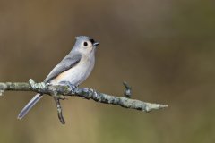 Tufted Titmouse, Baeolophus bicolor