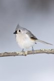 Tufted Titmouse, Baeolophus bicolor