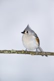 Tufted Titmouse, Baeolophus bicolor