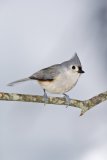 Tufted Titmouse, Baeolophus bicolor