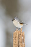 Tufted Titmouse, Baeolophus bicolor