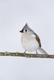 Tufted Titmouse, Baeolophus bicolor