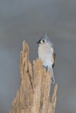 Tufted Titmouse, Baeolophus bicolor