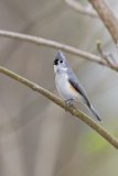 Tufted Titmouse, Baeolophus bicolor