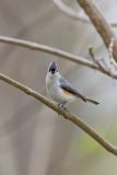 Tufted Titmouse, Baeolophus bicolor