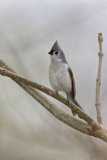 Tufted Titmouse, Baeolophus bicolor