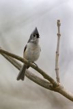 Tufted Titmouse, Baeolophus bicolor