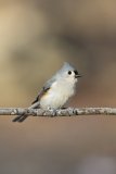 Tufted Titmouse, Baeolophus bicolor