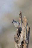 Tufted Titmouse, Baeolophus bicolor