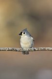 Tufted Titmouse, Baeolophus bicolor