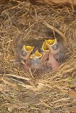 Tufted Titmouse, Baeolophus bicolor