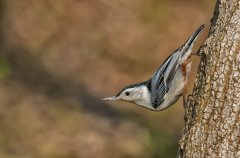 White-breasted Nuthatch, Sitta carolinensis
