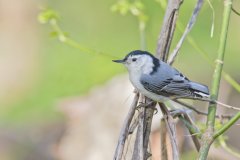 White-breasted Nuthatch, Sitta carolinensis