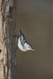 White-breasted Nuthatch, Sitta carolinensis