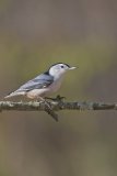 White-breasted Nuthatch, Sitta carolinensis