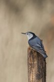 White-breasted Nuthatch, Sitta carolinensis
