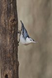 White-breasted Nuthatch, Sitta carolinensis