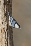 White-breasted Nuthatch, Sitta carolinensis