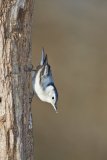 White-breasted Nuthatch, Sitta carolinensis