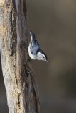 White-breasted Nuthatch, Sitta carolinensis