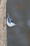 White-breasted Nuthatch, Sitta carolinensis