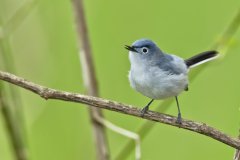 Blue-gray Gnatcatcher, Polioptila caerulea