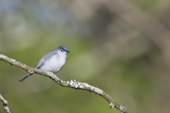 Blue-gray Gnatcatcher, Polioptila caerulea