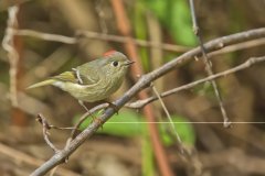Ruby-crowned Kinglet, Regulus calendula