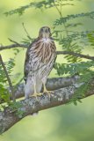 Coopers Hawk, Accipiter cooperii