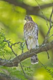 Coopers Hawk, Accipiter cooperii