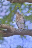 Coopers Hawk, Accipiter cooperii
