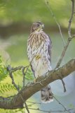 Coopers Hawk, Accipiter cooperii