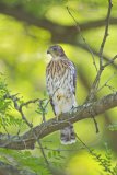 Coopers Hawk, Accipiter cooperii