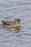 American Wigeon, Mareca americana