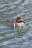 Green-winged Teal, Anas carolinensis
