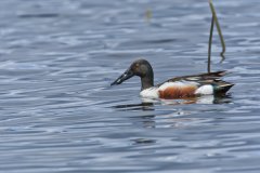 Northern Shoveler, Spatula clypeata