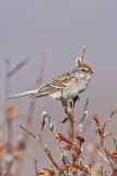 American Tree Sparrow, Spizella arborea