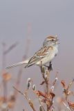 American Tree Sparrow, Spizella arborea